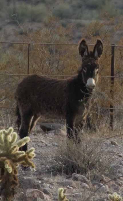 a burro in Lake Pleasant Regional Park